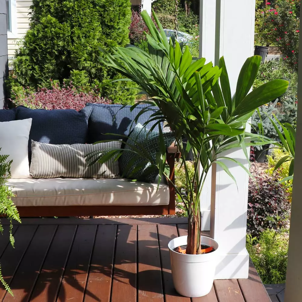 Fast Growing Trees Christmas Palm Palm Trees 9 Fast Growing Trees Christmas Palm Palm Trees