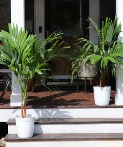 Fast Growing Trees Christmas Palm Palm Trees 20 Fast Growing Trees Christmas Palm Palm Trees