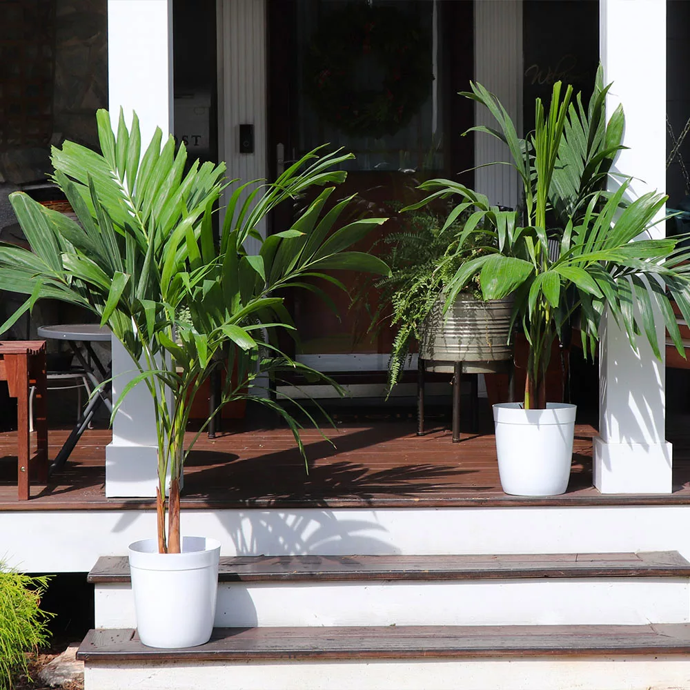 Fast Growing Trees Christmas Palm Palm Trees 7 Fast Growing Trees Christmas Palm Palm Trees