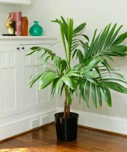 Fast Growing Trees Christmas Palm Palm Trees 21 Fast Growing Trees Christmas Palm Palm Trees