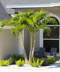 Fast Growing Trees Christmas Palm Palm Trees