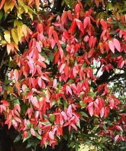 Fast Growing Trees Tropical Fruit Trees Cinnamon Tree 11 Fast Growing Trees Tropical Fruit Trees Cinnamon Tree