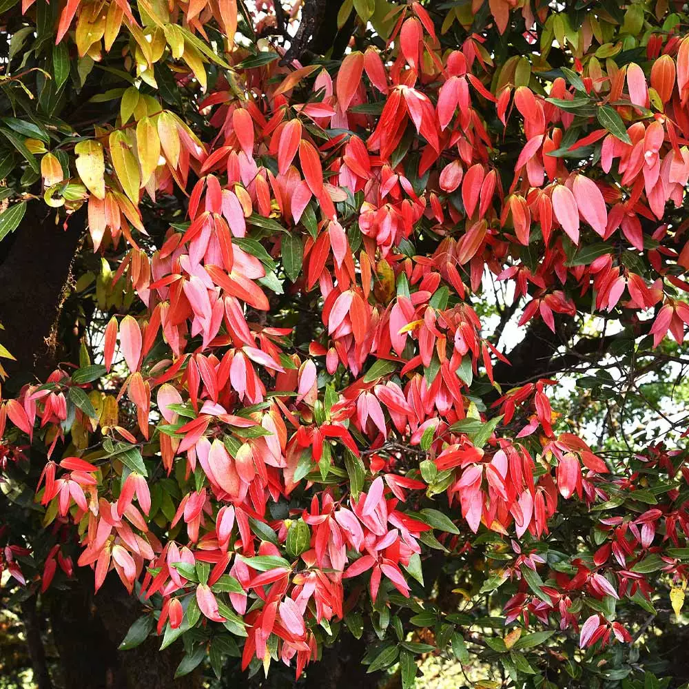 Fast Growing Trees Tropical Fruit Trees Cinnamon Tree 6 Fast Growing Trees Tropical Fruit Trees Cinnamon Tree