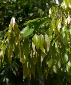 Fast Growing Trees Tropical Fruit Trees Cinnamon Tree 12 Fast Growing Trees Tropical Fruit Trees Cinnamon Tree