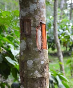 Fast Growing Trees Tropical Fruit Trees Cinnamon Tree 13 Fast Growing Trees Tropical Fruit Trees Cinnamon Tree