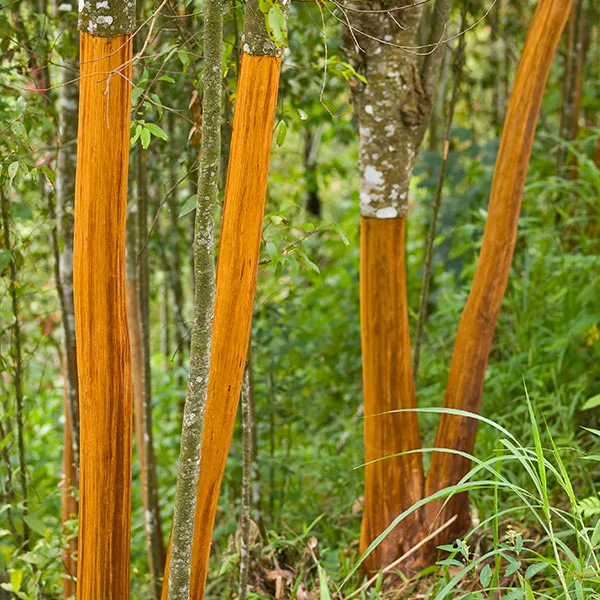 Fast Growing Trees Tropical Fruit Trees Cinnamon Tree 3 Fast Growing Trees Tropical Fruit Trees Cinnamon Tree