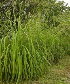 Fast Growing Trees Ornamental Grasses Citronella Grass (Cymbopogon Nardus)