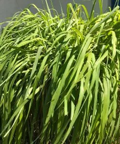 Fast Growing Trees Ornamental Grasses Citronella Grass (Cymbopogon Nardus)