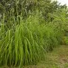 Fast Growing Trees Ornamental Grasses Citronella Grass (Cymbopogon Nardus)