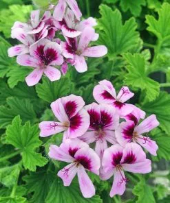 Fast Growing Trees Citronella (Anti-Mosquito Plant) See All Shrubs & Hedges 10 Fast Growing Trees Citronella (Anti-Mosquito Plant) See All Shrubs & Hedges