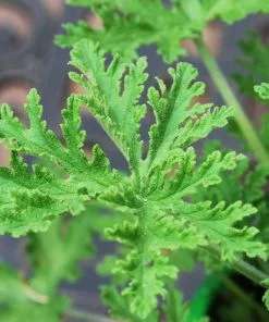 Fast Growing Trees Citronella (Anti-Mosquito Plant) See All Shrubs & Hedges 11 Fast Growing Trees Citronella (Anti-Mosquito Plant) See All Shrubs & Hedges