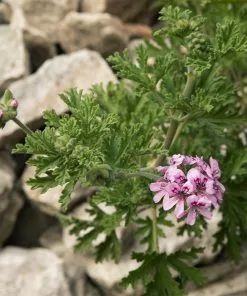 Fast Growing Trees Citronella (Anti-Mosquito Plant) See All Shrubs & Hedges 8 Fast Growing Trees Citronella (Anti-Mosquito Plant) See All Shrubs & Hedges