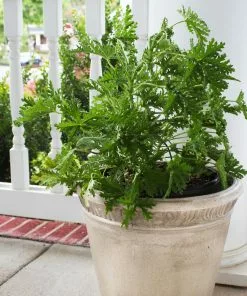 Fast Growing Trees Citronella (Anti-Mosquito Plant) See All Shrubs & Hedges 9 Fast Growing Trees Citronella (Anti-Mosquito Plant) See All Shrubs & Hedges