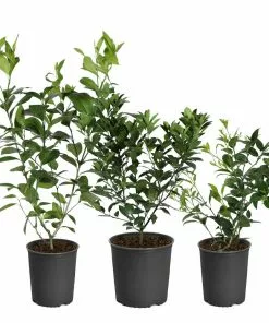 Fast Growing Trees Citrus Trees Meyer Lemon Bush 16 Fast Growing Trees Citrus Trees Meyer Lemon Bush