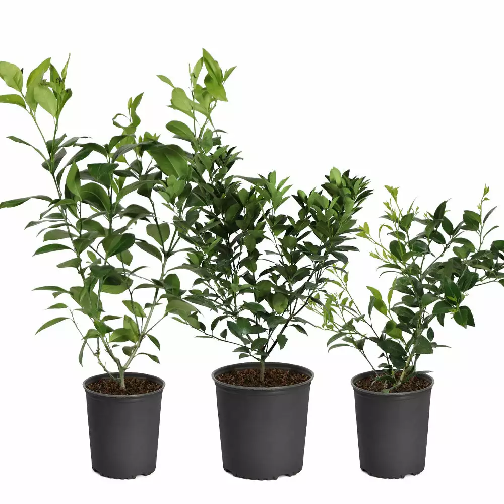 Fast Growing Trees Citrus Trees Meyer Lemon Bush 9 Fast Growing Trees Citrus Trees Meyer Lemon Bush