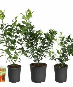Fast Growing Trees All-in-One Citrus Starter Kit