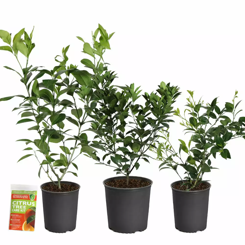 Fast Growing Trees Citrus Trees Meyer Lemon Bush 10 Fast Growing Trees Citrus Trees Meyer Lemon Bush