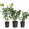 Fast Growing Trees All-in-One Citrus Starter Kit 2 Fast Growing Trees All-in-One Citrus Starter Kit