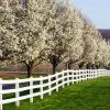 Fast Growing Trees Cleveland Pear Tree 2 Fast Growing Trees Cleveland Pear Tree