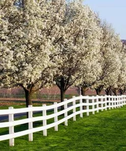 Fast Growing Trees Cleveland Pear Tree