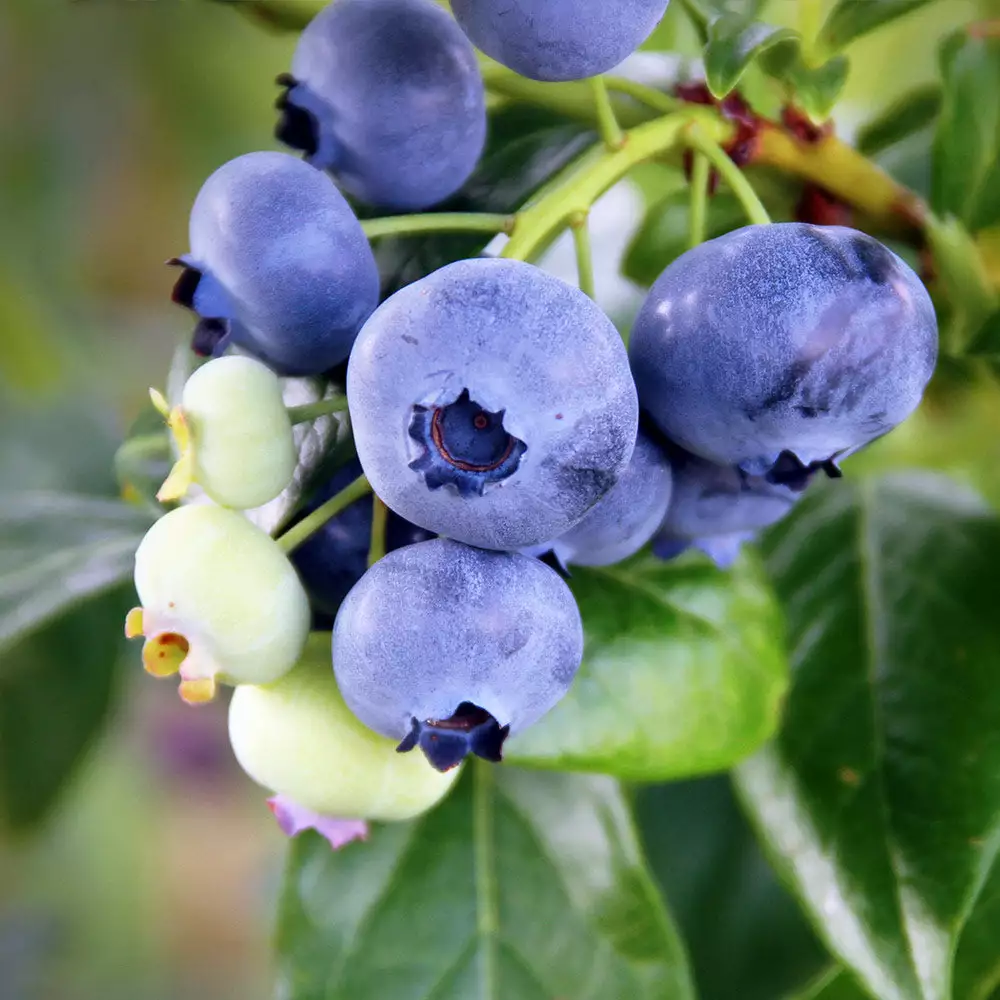 Fast Growing Trees Blueberry Bushes Climax Blueberry 4 Fast Growing Trees Blueberry Bushes Climax Blueberry