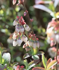 Fast Growing Trees Blueberry Bushes Climax Blueberry 10 Fast Growing Trees Blueberry Bushes Climax Blueberry