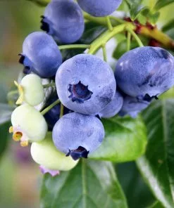 Fast Growing Trees Blueberry Bushes Climax Blueberry