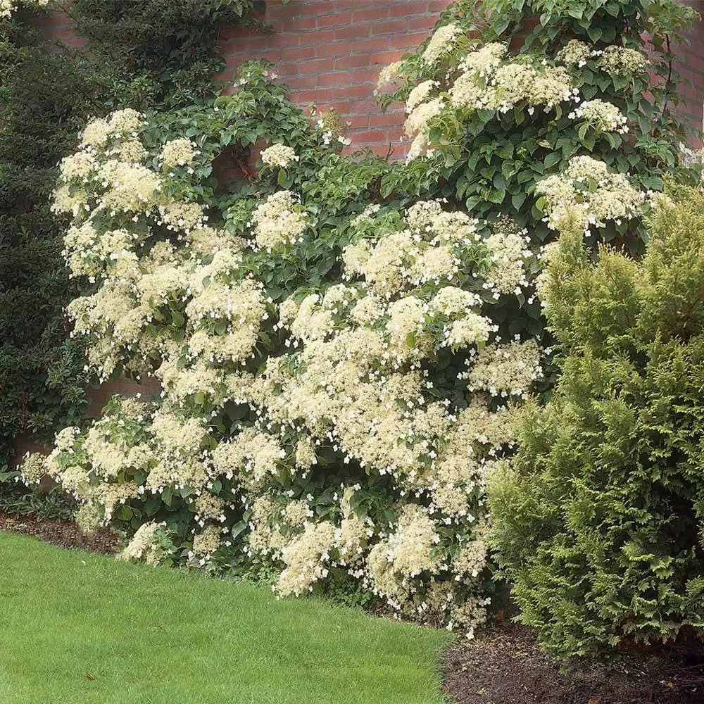 Fast Growing Trees Hydrangea Shrubs Climbing Hydrangea 4 Fast Growing Trees Hydrangea Shrubs Climbing Hydrangea