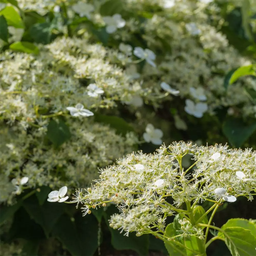 Fast Growing Trees Hydrangea Shrubs Climbing Hydrangea 5 Fast Growing Trees Hydrangea Shrubs Climbing Hydrangea
