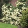 Fast Growing Trees Hydrangea Shrubs Climbing Hydrangea 2 Fast Growing Trees Hydrangea Shrubs Climbing Hydrangea