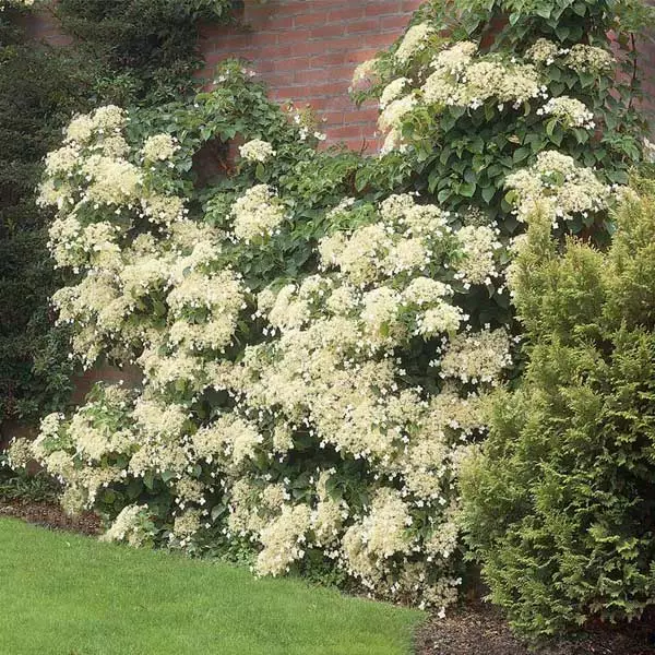 Fast Growing Trees Hydrangea Shrubs Climbing Hydrangea 3 Fast Growing Trees Hydrangea Shrubs Climbing Hydrangea