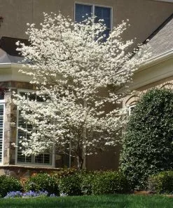 Fast Growing Trees Dogwood Trees Cloud 9 Dogwood 11 Fast Growing Trees Dogwood Trees Cloud 9 Dogwood