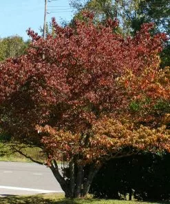 Fast Growing Trees Dogwood Trees Cloud 9 Dogwood 12 Fast Growing Trees Dogwood Trees Cloud 9 Dogwood