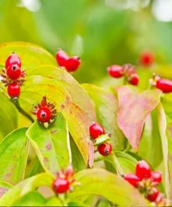 Fast Growing Trees Dogwood Trees Cloud 9 Dogwood 13 Fast Growing Trees Dogwood Trees Cloud 9 Dogwood