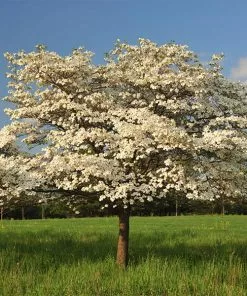 Fast Growing Trees Dogwood Trees Cloud 9 Dogwood