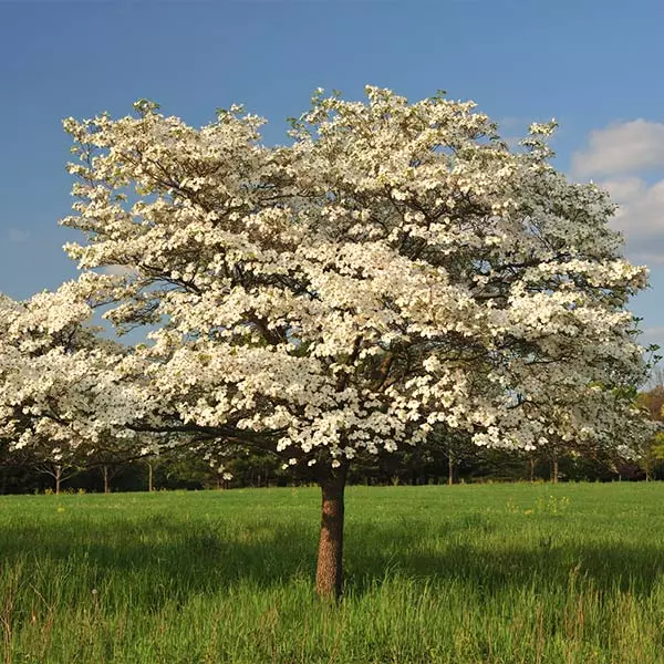 Fast Growing Trees Dogwood Trees Cloud 9 Dogwood 3 Fast Growing Trees Dogwood Trees Cloud 9 Dogwood
