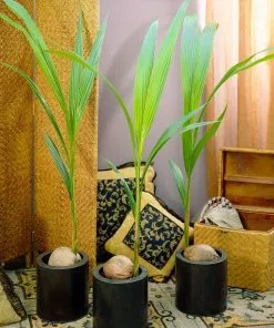 Fast Growing Trees Coconut Palm Tree Shop Indoor & Patio Fruit 11 Fast Growing Trees Coconut Palm Tree Shop Indoor & Patio Fruit