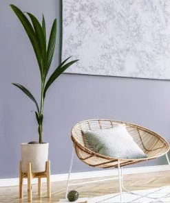 Fast Growing Trees Coconut Palm Tree Shop Indoor & Patio Fruit 10 Fast Growing Trees Coconut Palm Tree Shop Indoor & Patio Fruit