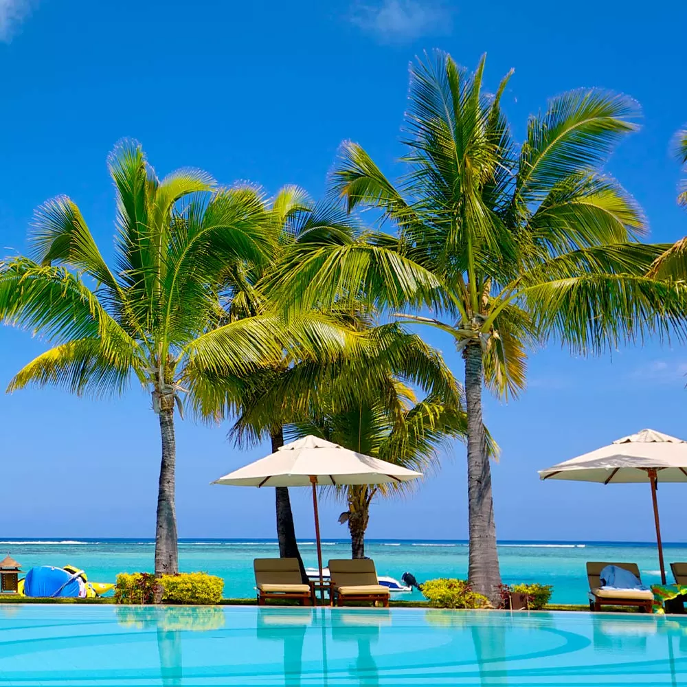 Fast Growing Trees Coconut Palm Tree Shop Indoor & Patio Fruit 7 Fast Growing Trees Coconut Palm Tree Shop Indoor & Patio Fruit