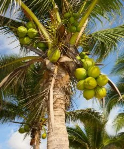Fast Growing Trees Coconut Palm Tree Shop Indoor & Patio Fruit