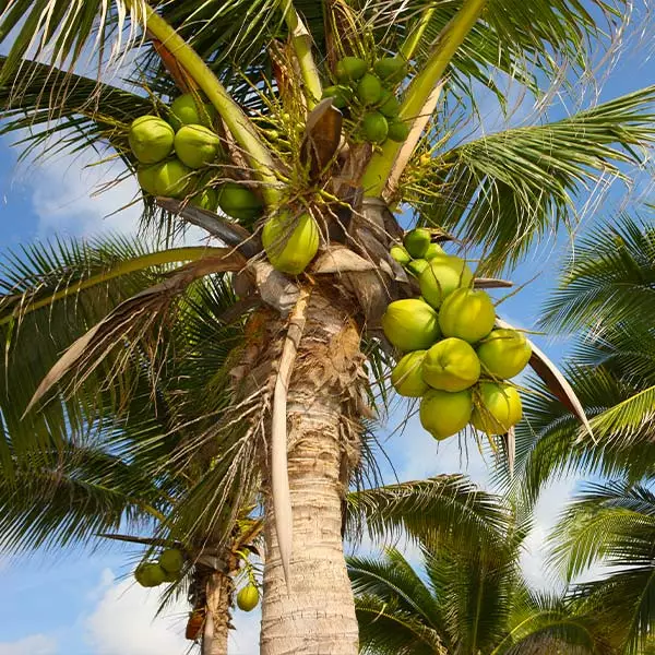 Fast Growing Trees Coconut Palm Tree Shop Indoor & Patio Fruit 3 Fast Growing Trees Coconut Palm Tree Shop Indoor & Patio Fruit