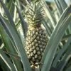 Fast Growing Trees Florida Special Pineapple See All Fruit Trees