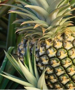 Fast Growing Trees Florida Special Pineapple See All Fruit Trees 7 Fast Growing Trees Florida Special Pineapple See All Fruit Trees