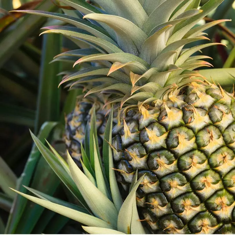 Fast Growing Trees Florida Special Pineapple See All Fruit Trees 5 Fast Growing Trees Florida Special Pineapple See All Fruit Trees