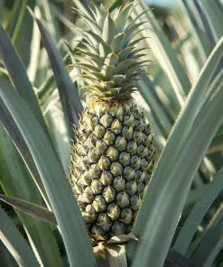 Fast Growing Trees Florida Special Pineapple See All Fruit Trees 6 Fast Growing Trees Florida Special Pineapple See All Fruit Trees