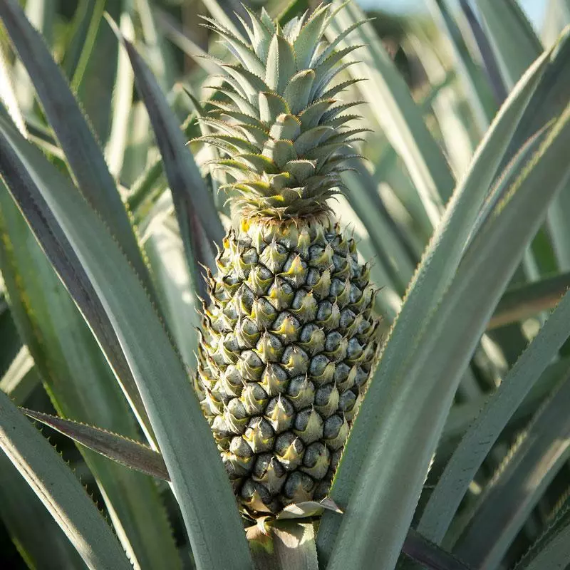 Fast Growing Trees Florida Special Pineapple See All Fruit Trees 4 Fast Growing Trees Florida Special Pineapple See All Fruit Trees