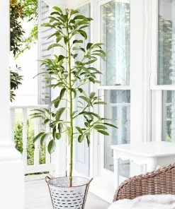 Fast Growing Trees Avocado Trees Cold Hardy Avocado Tree 14 Fast Growing Trees Avocado Trees Cold Hardy Avocado Tree