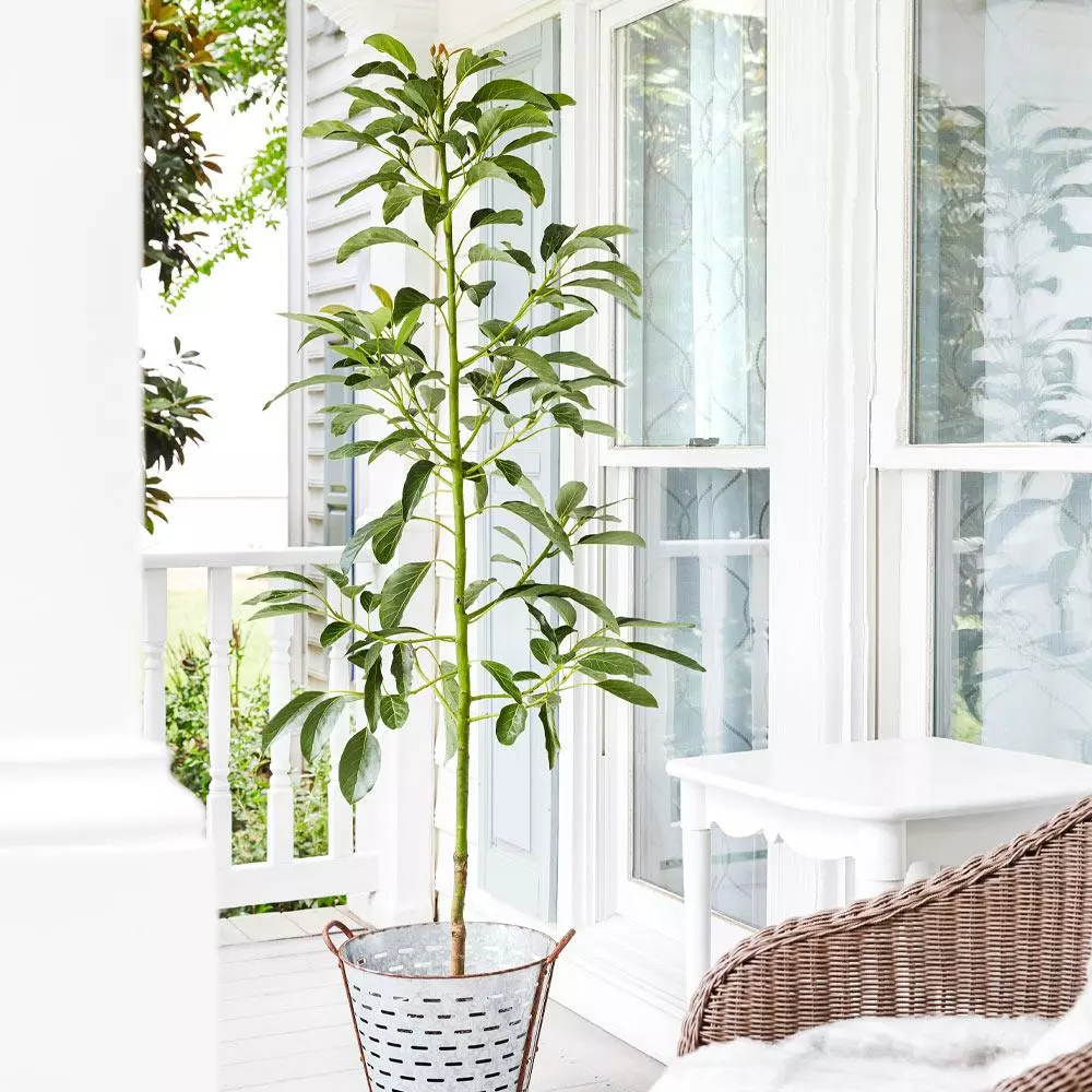 Fast Growing Trees Avocado Trees Cold Hardy Avocado Tree 7 Fast Growing Trees Avocado Trees Cold Hardy Avocado Tree