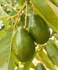 Fast Growing Trees Avocado Trees Cold Hardy Avocado Tree 17 Fast Growing Trees Avocado Trees Cold Hardy Avocado Tree