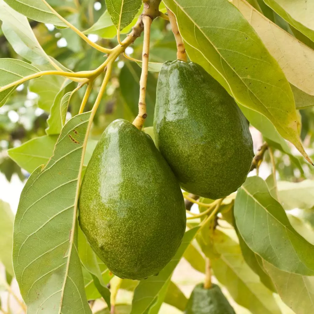 Fast Growing Trees Avocado Trees Cold Hardy Avocado Tree 10 Fast Growing Trees Avocado Trees Cold Hardy Avocado Tree